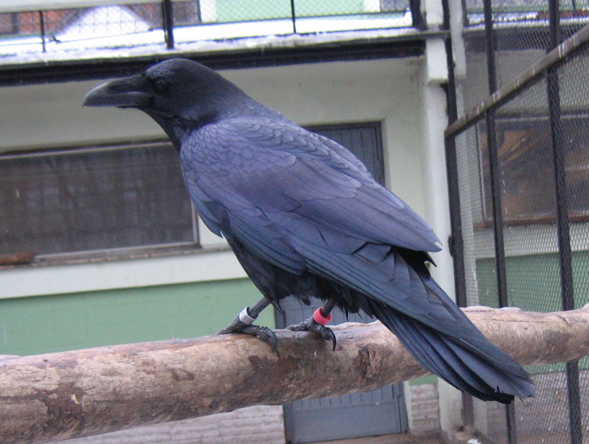 Corvus corax